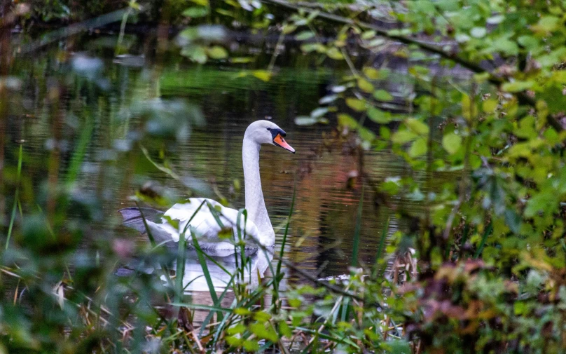 the white swan swims on the water in the woods