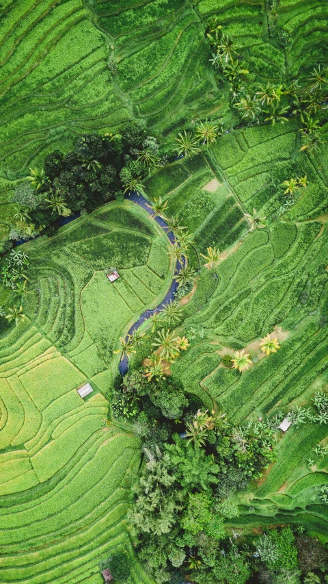 a hillside with lots of grass and trees