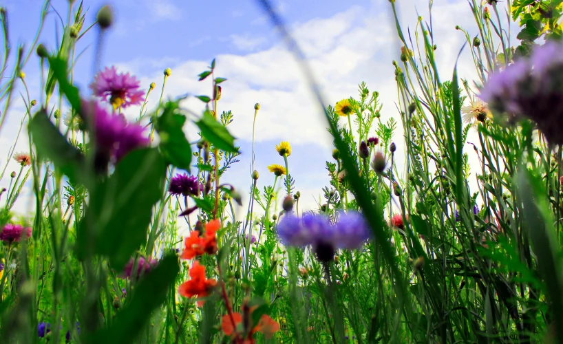 a field of grass with many colorful flowers in it