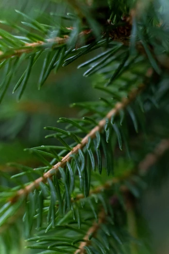 pine nch closeup with lots of leaves and blurry background