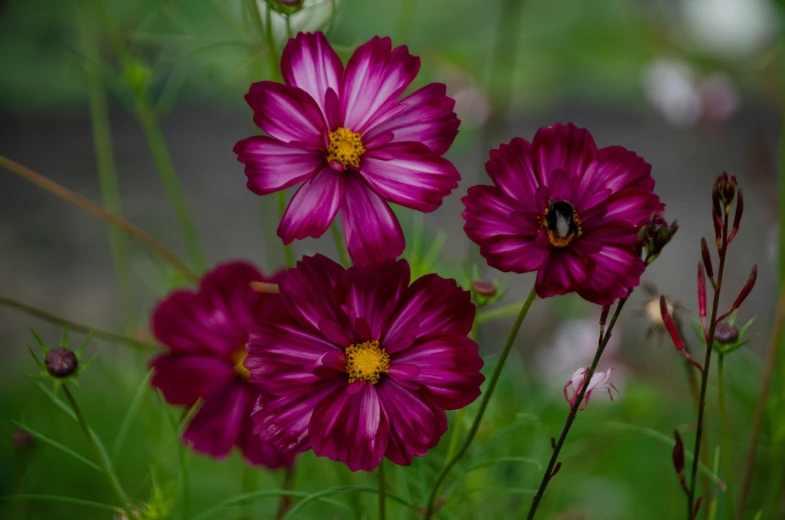 several purple flowers blooming in an open field