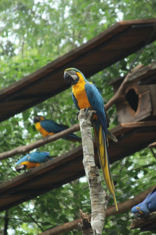 three colorful parrots standing on wooden perches in a tree