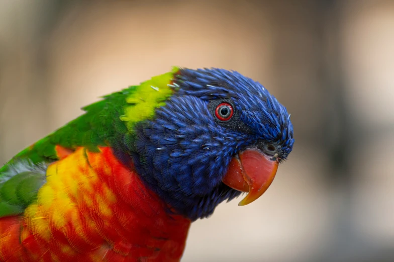 a colorful parrot with black, green, red and blue feathers