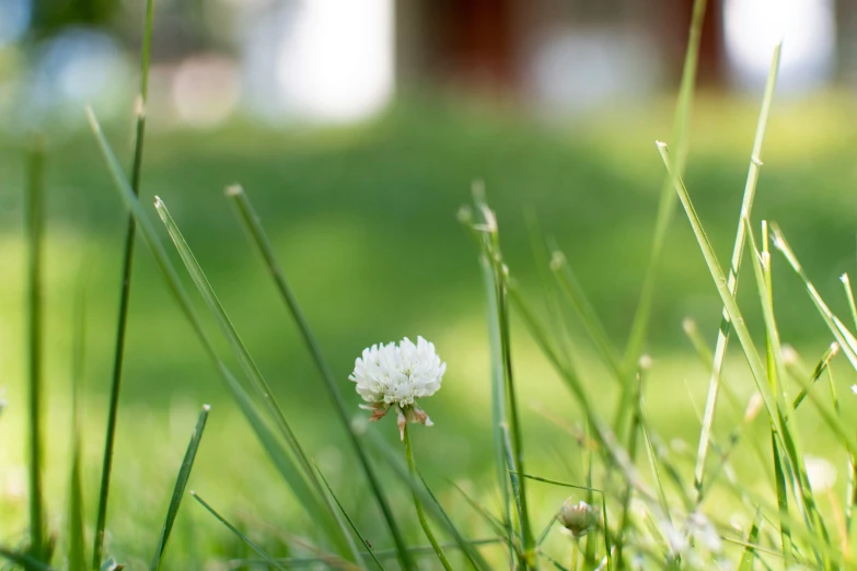 some kind of white flower that is growing on the grass