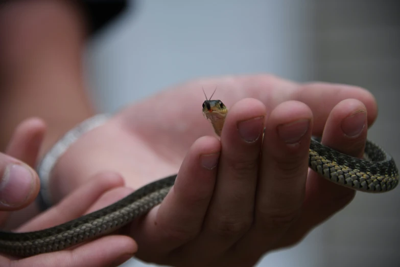 a small insect is perched on the human's finger