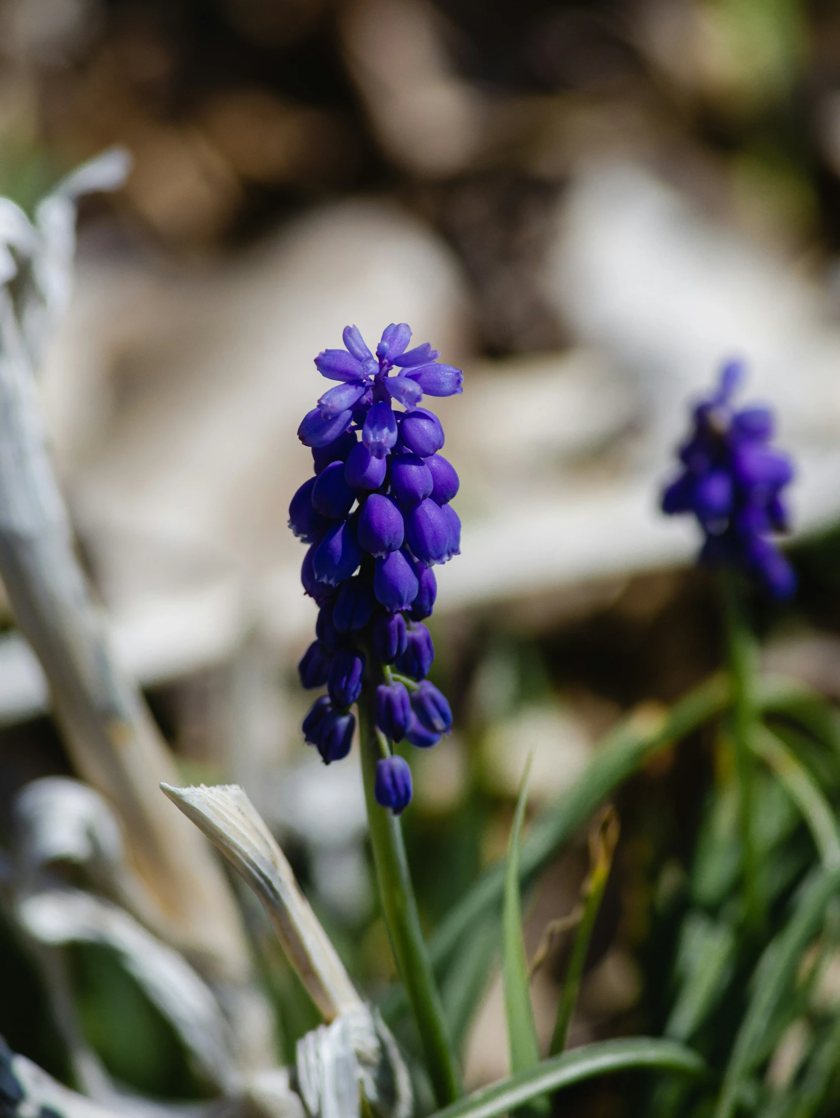 blue flowers in the middle of some green grass