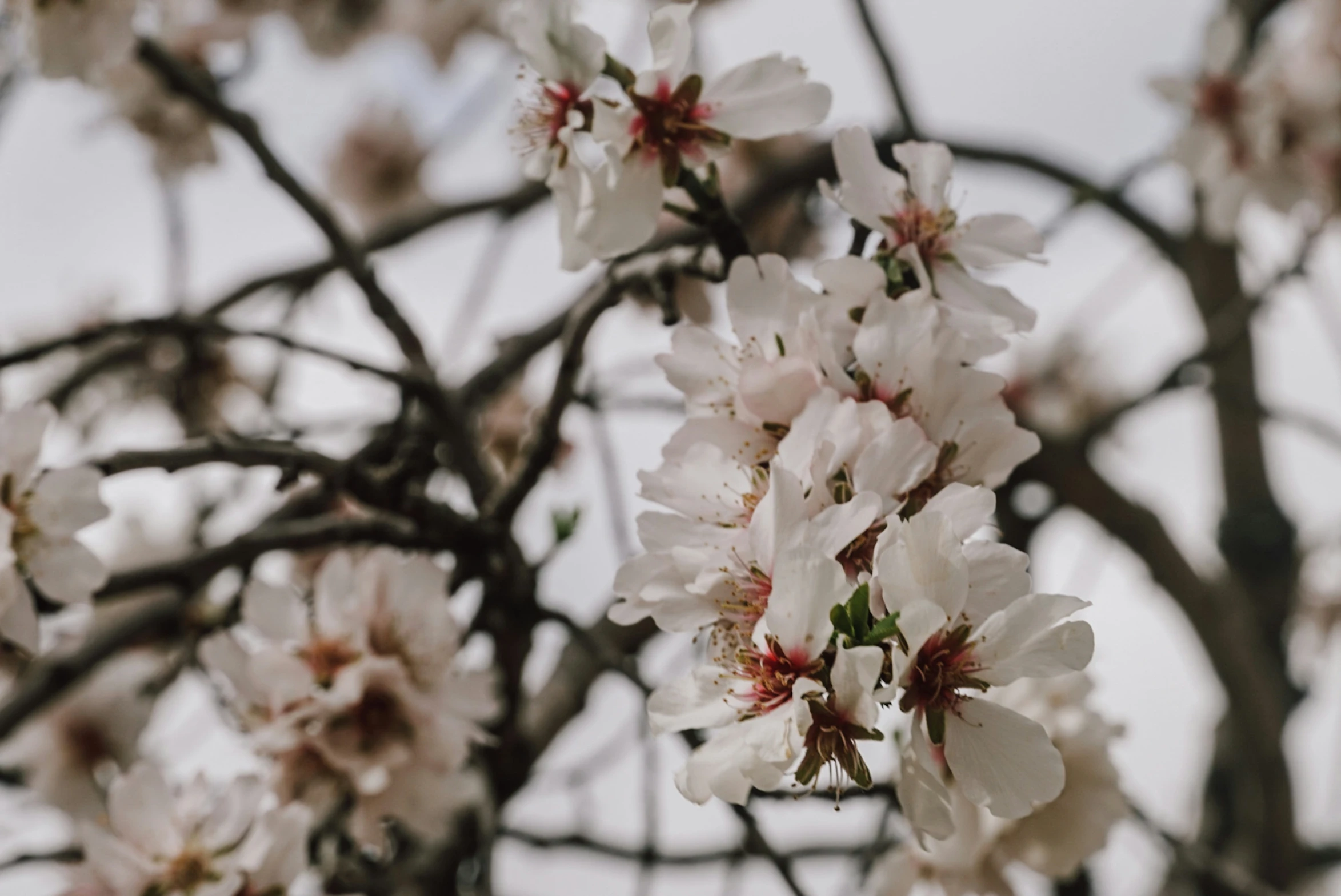 flowers that are hanging from a tree in the day