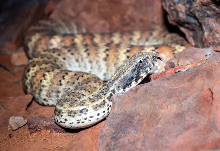 a close up of a lizard on some rocks