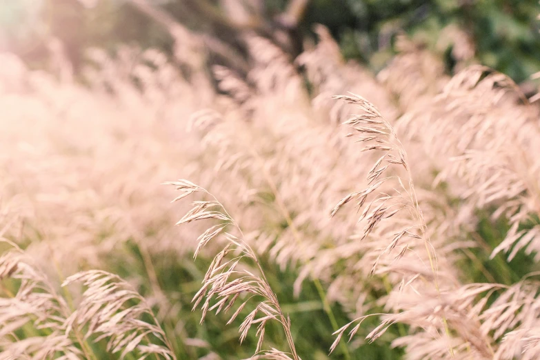 a large field filled with lots of tall grass