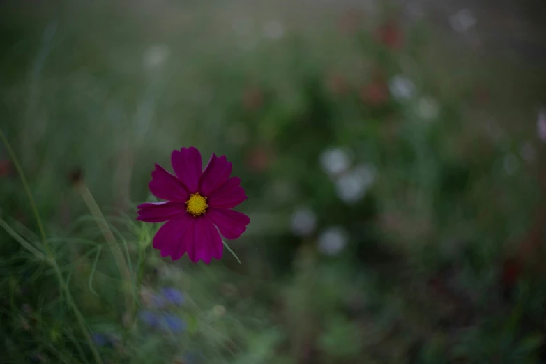 a single purple flower growing through the middle of green grass