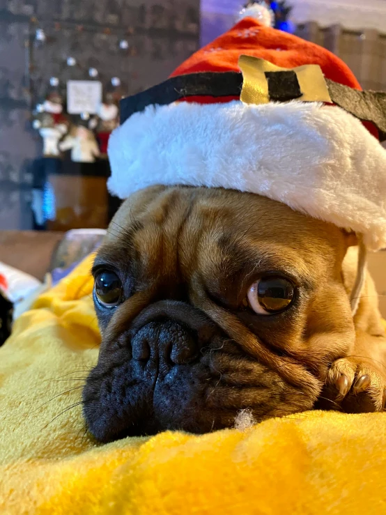 a small dog wearing a santa hat is lying on a couch