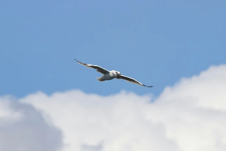 the seagull is flying through the clear blue sky
