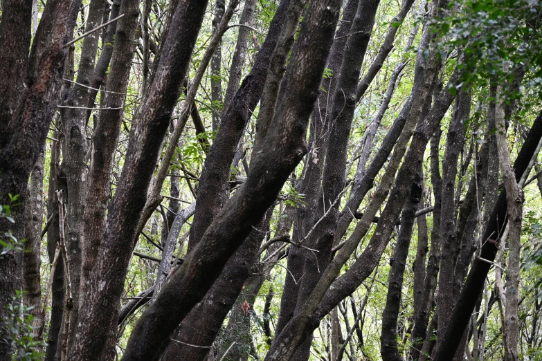 a couple of ze walking through a wooded area