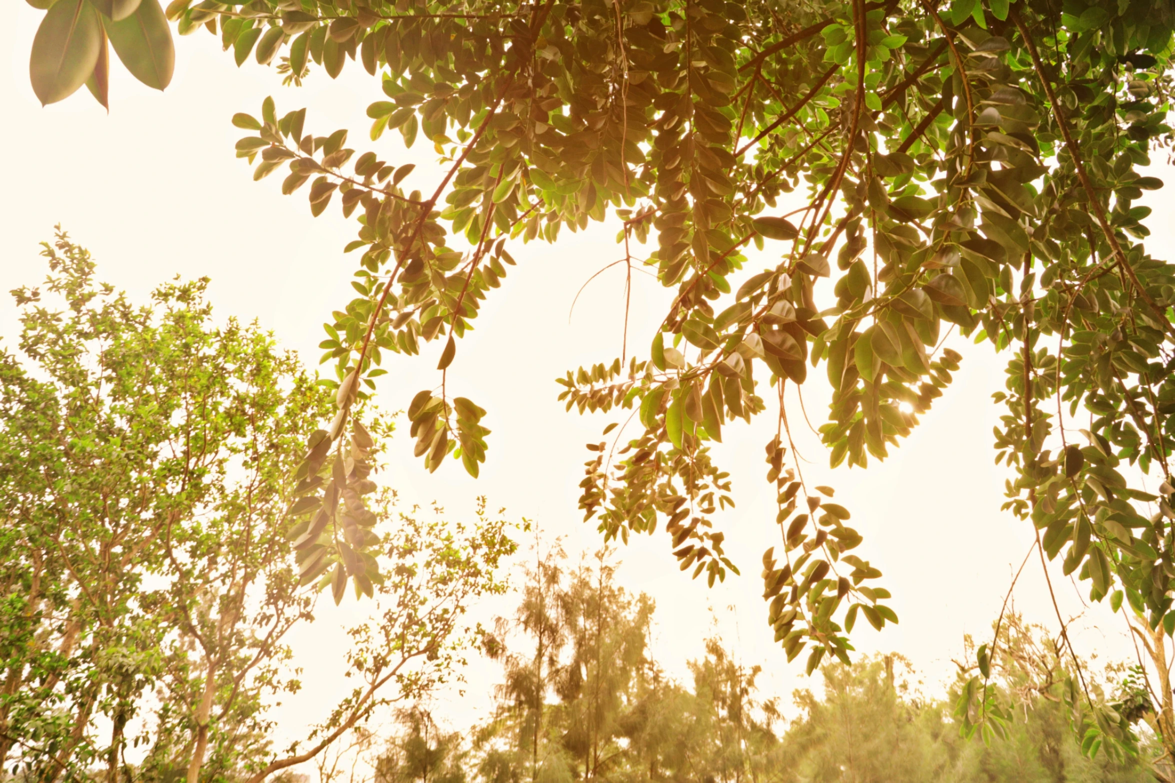 a close up view of some leaves from a tree