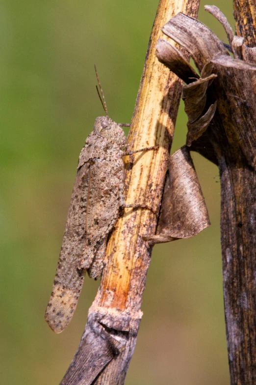 the insect is clinging to a nch