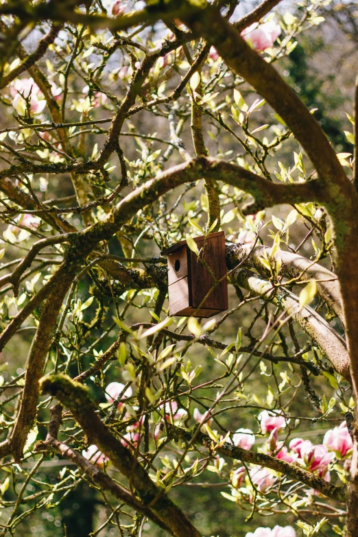 bird house in the trees in blooming nches