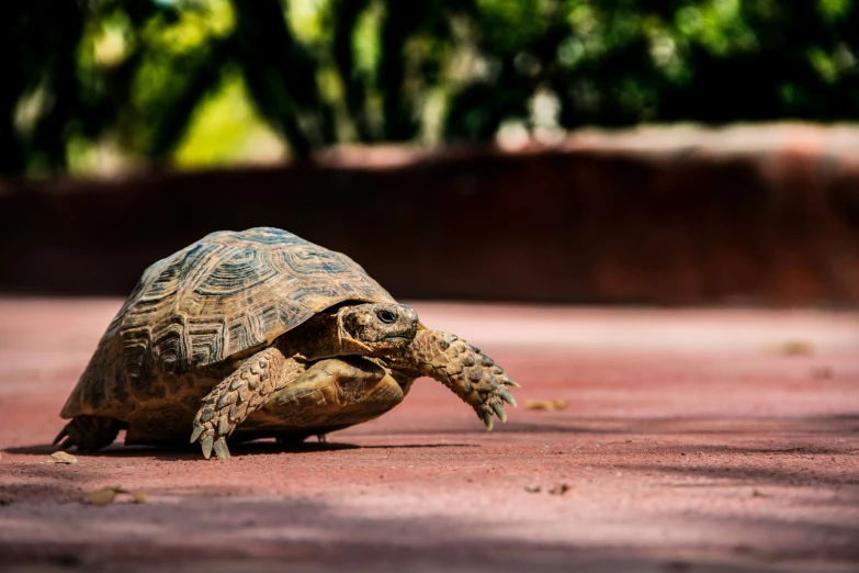 a little turtle is looking down at the ground