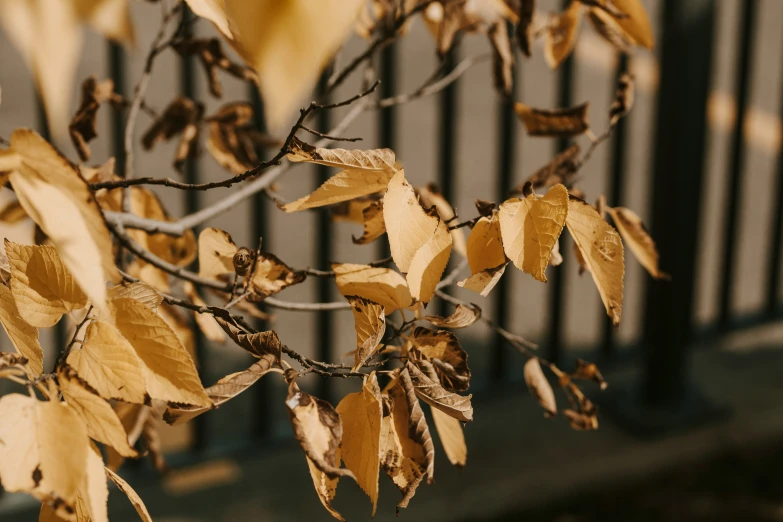 a large nch of dry leaves that are hanging on