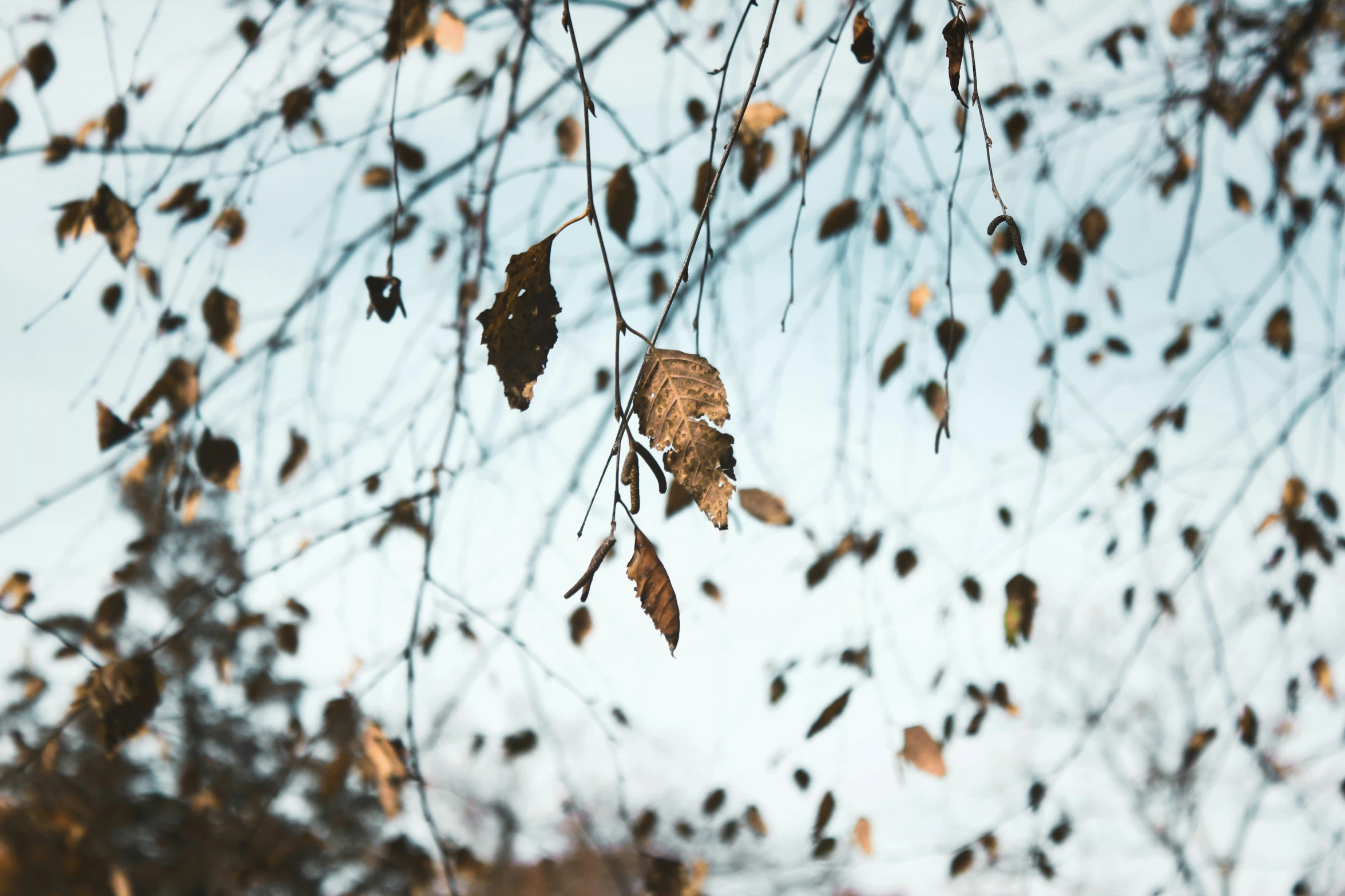 leaves hanging from a tree nch with a sky background