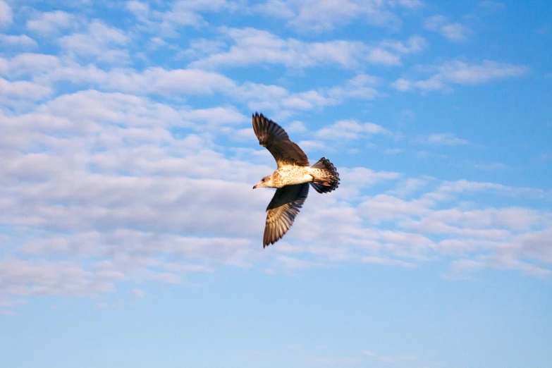 an animal flying through the sky with a sky background