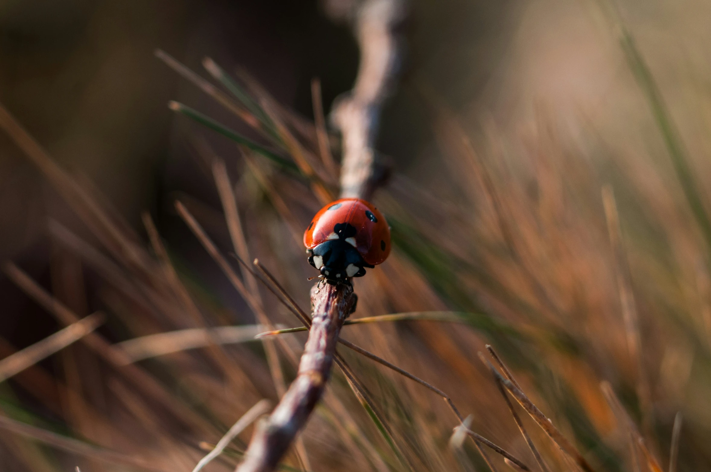 a small ladybug is sitting on a twig in the wild