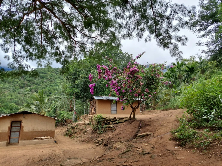 a house on a hillside with a bush on the other side