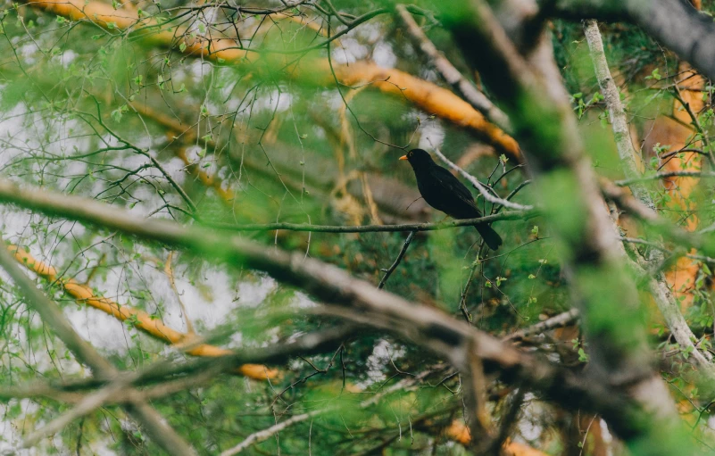 bird perched on a tree nch in the woods