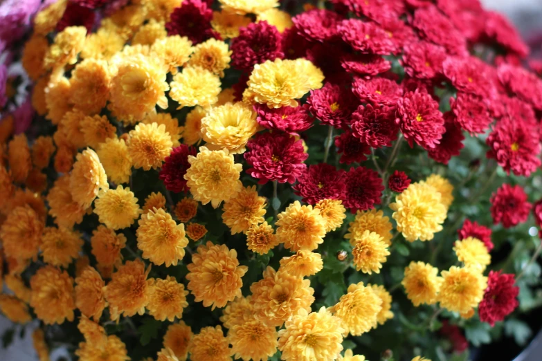 a close - up of orange and yellow flowers with dark red centers