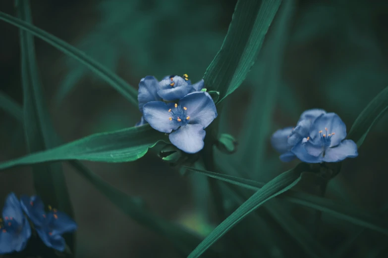 two blue flowers that have green stems near each other