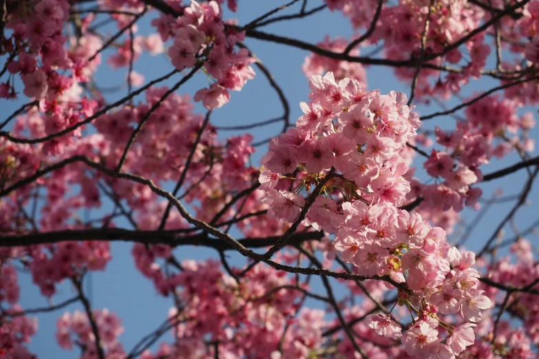 a blooming tree with a blue sky background