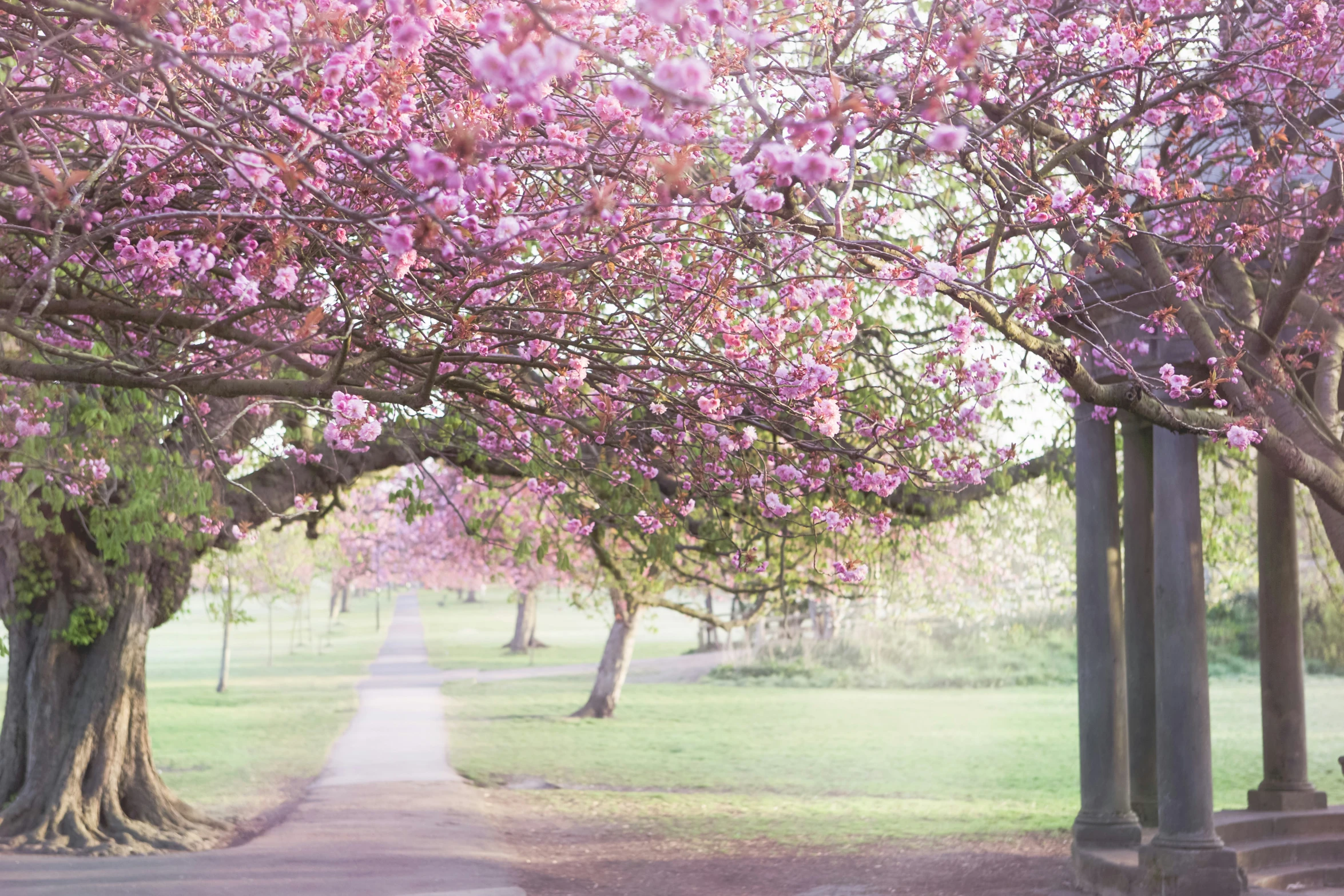 a street with trees on both sides of it