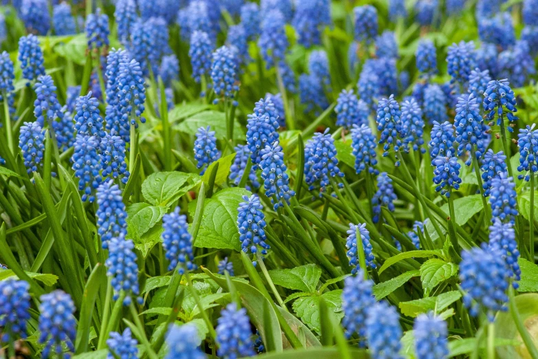 blue wildflowers grow on the green grass