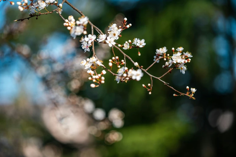 small white flowers with green background