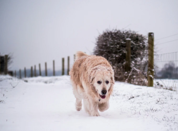 the brown dog is running through the snow