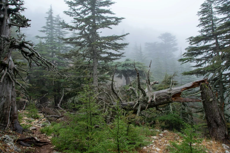 tree nches in a forest with fog over it