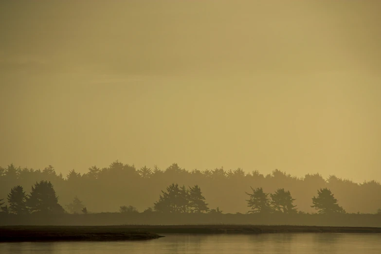 a large amount of trees standing behind a body of water