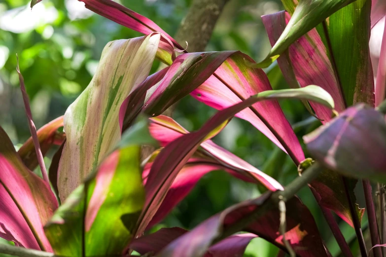 some colorful flowers in the bush are blooming