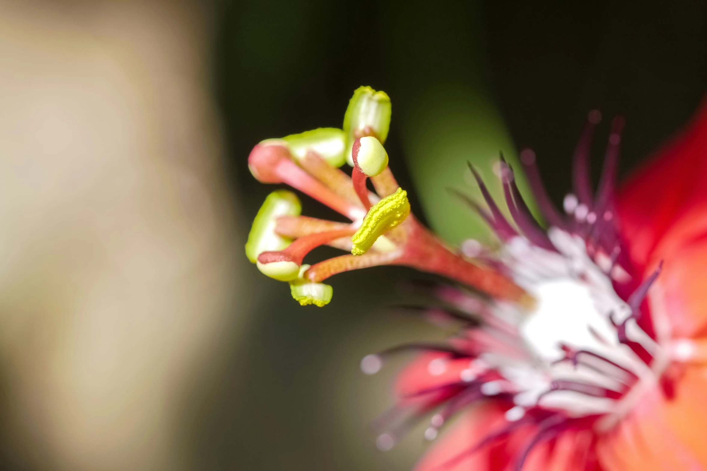 a close up of a flower with blurry background