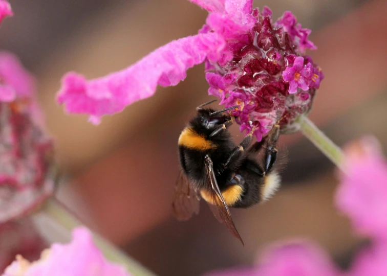 there is a bee sitting on a pink flower