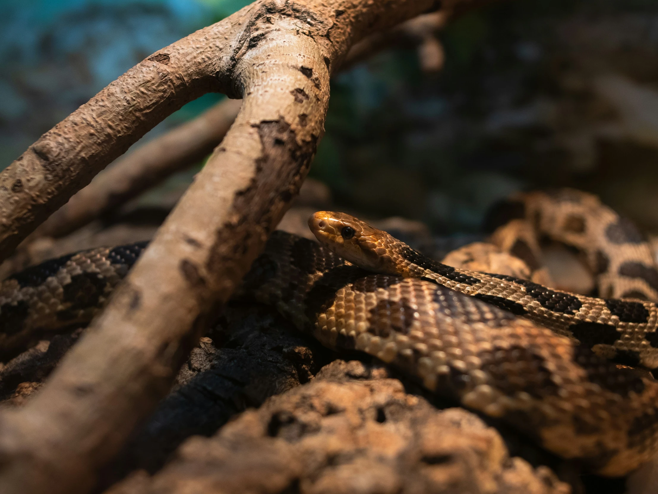 the brown snake is resting on a limb