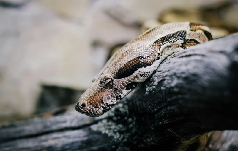 a snake curled up on top of a tree nch