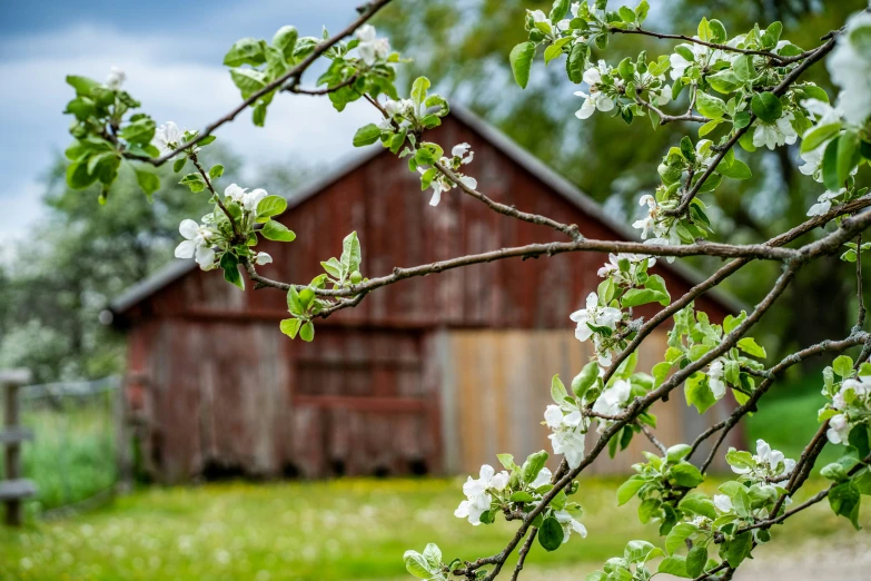 the nches are beginning to flower near an old barn