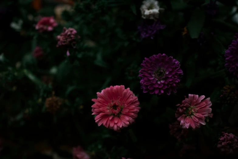 purple flowers sitting in a bouquet next to each other