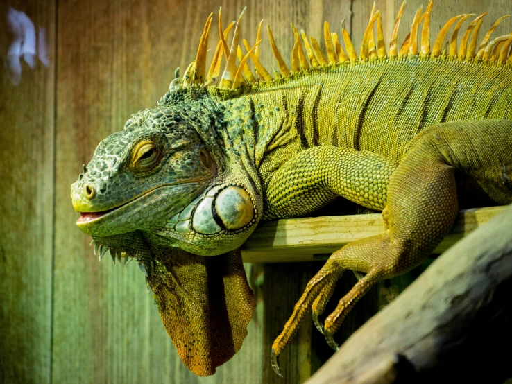 an iguana on a wooden perch in an enclosure
