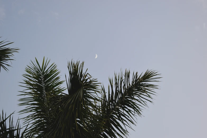 view of the moon through leaves of a palm tree