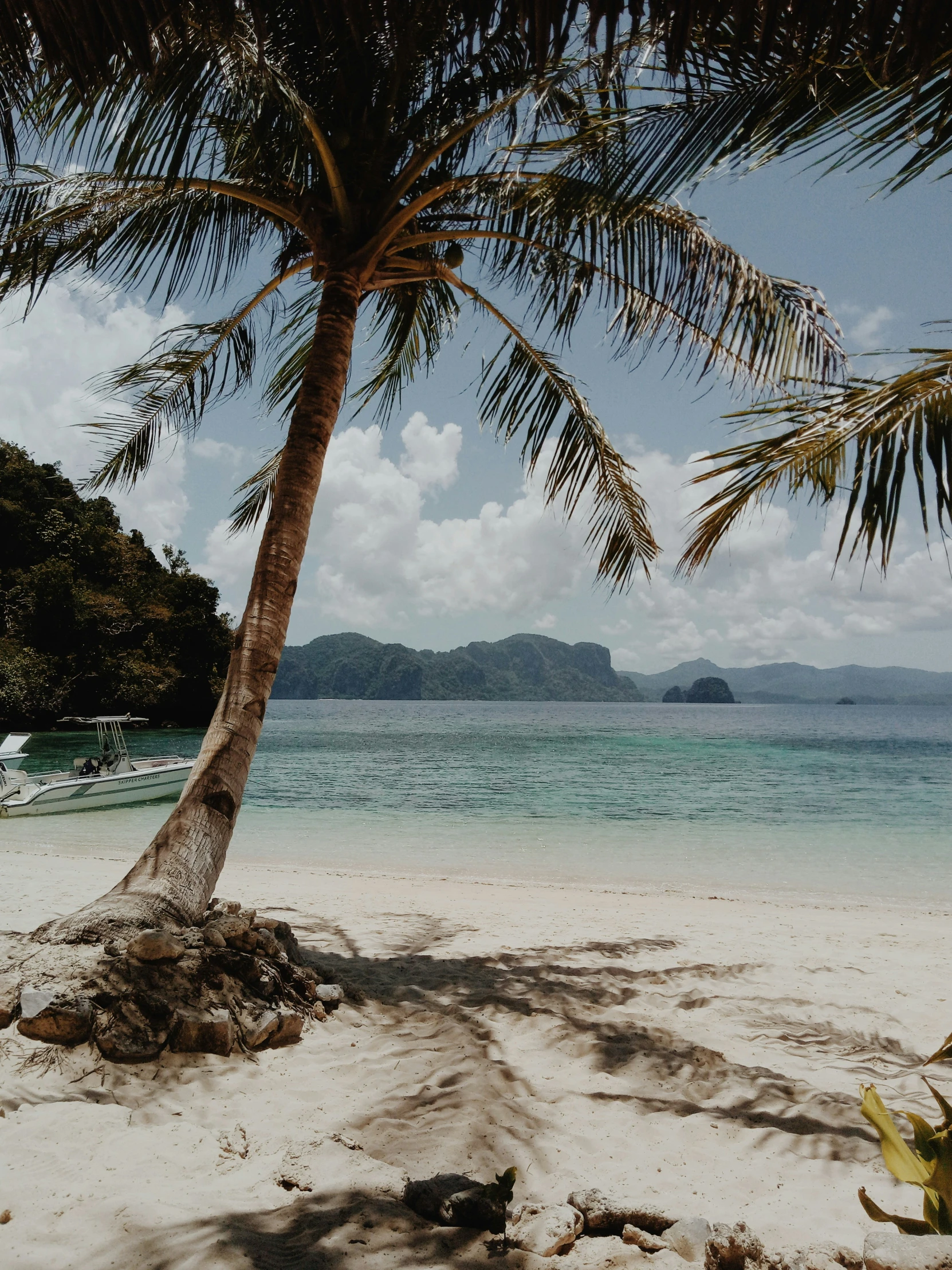 there is a palm tree on a beach