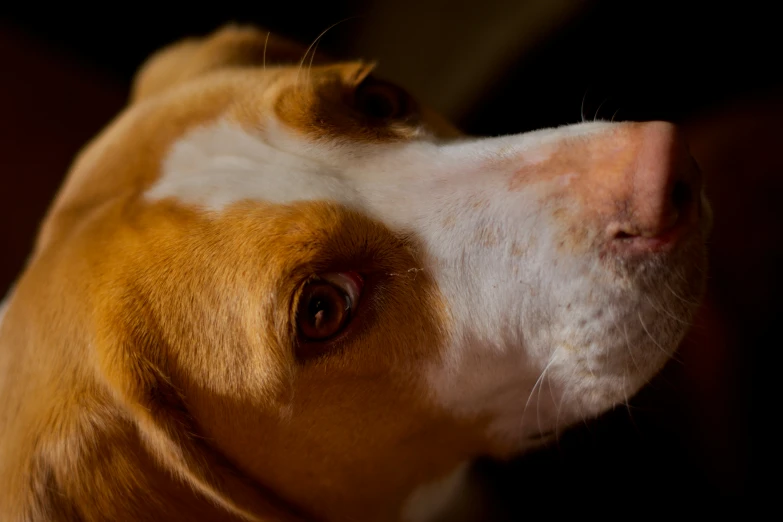 a brown and white dog looking up with its nose to the right