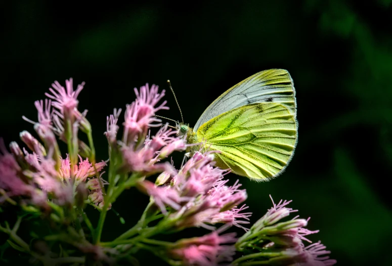 a erfly is sitting on the flowers