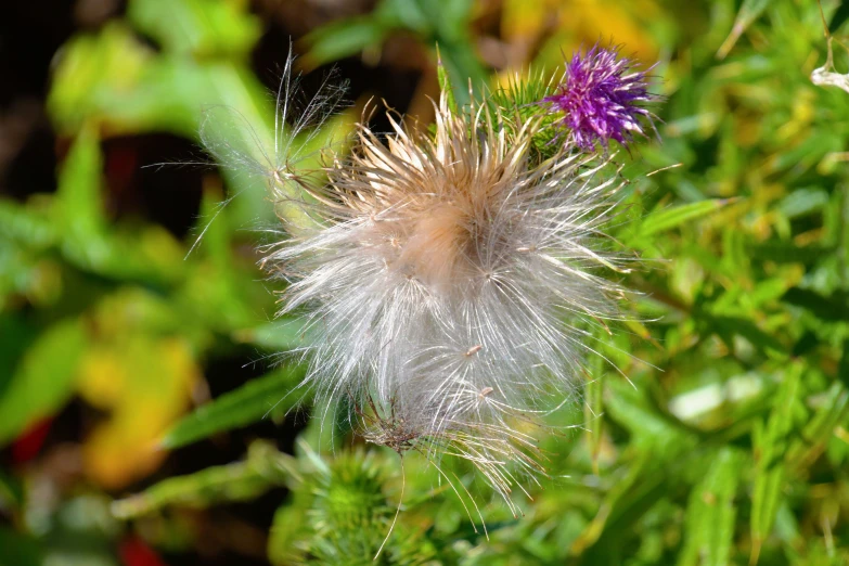 a single white thistle ball next to green grass