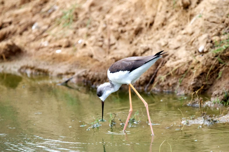 a black and white bird stands in shallow water